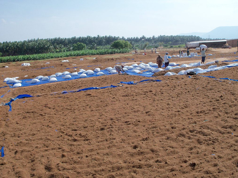 coco peat drying in sri lanka